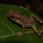 Sarawak Dwarf Toad