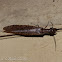 Dobsonfly?