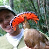 Royal flycatcher