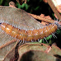 Common Jezebel Caterpillar