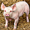 Pig Sound Effects logo