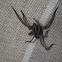Mexican Wolf Spider