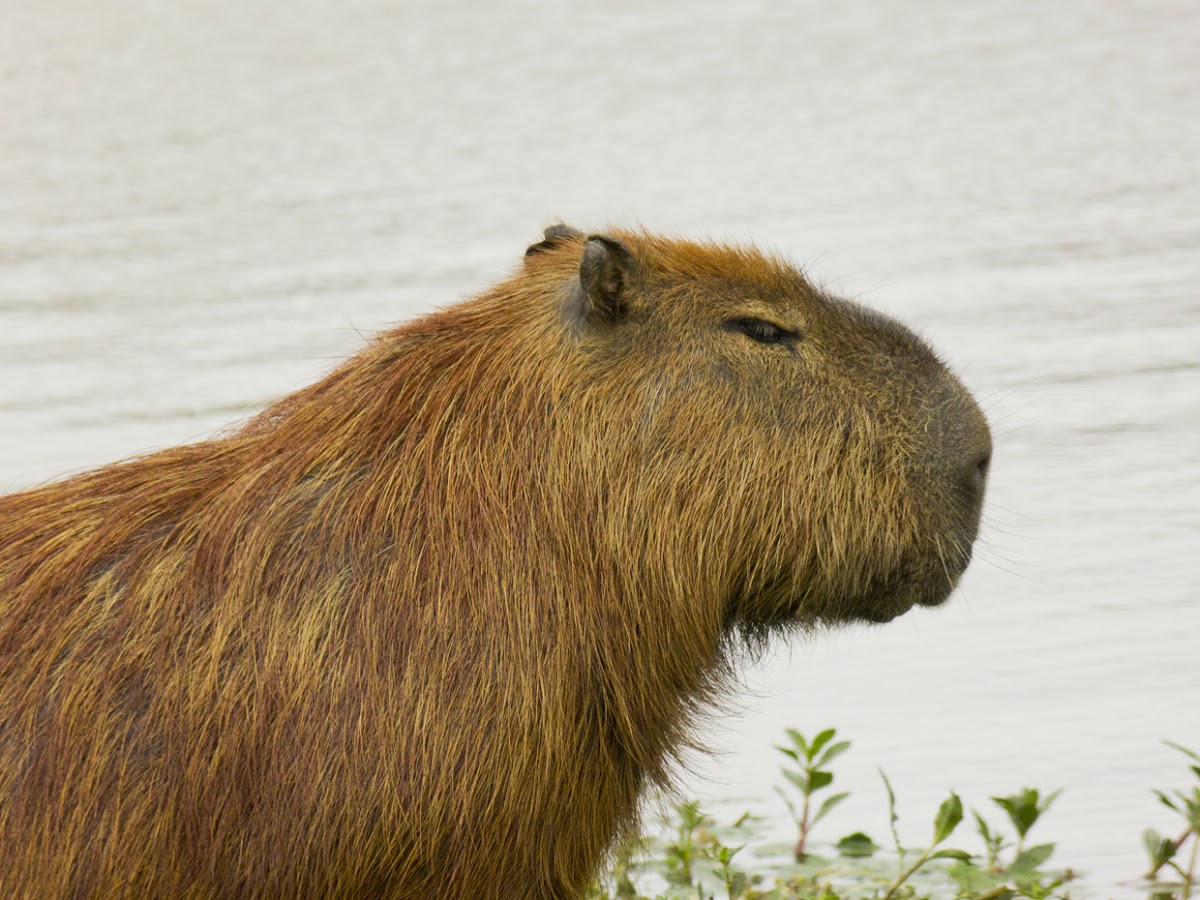 Capivara (Capybara)