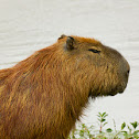 Capivara (Capybara)