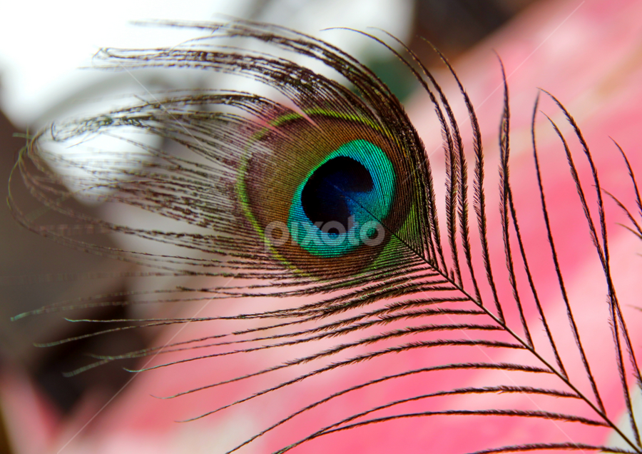 Peacock feather by Raveen Ravi - Nature Up Close Other Natural Objects
