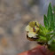 Black Henbane, Bilsenkraut