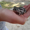 Eastern Spadefoot