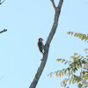 Red-bellied Woodpecker