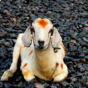 by Shakil Ahmed - Animals Other