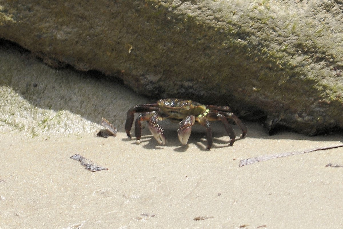 Purple Swift Footed Shore Crab