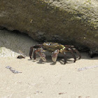 Purple Swift Footed Shore Crab