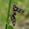Mating Wasp Moth's