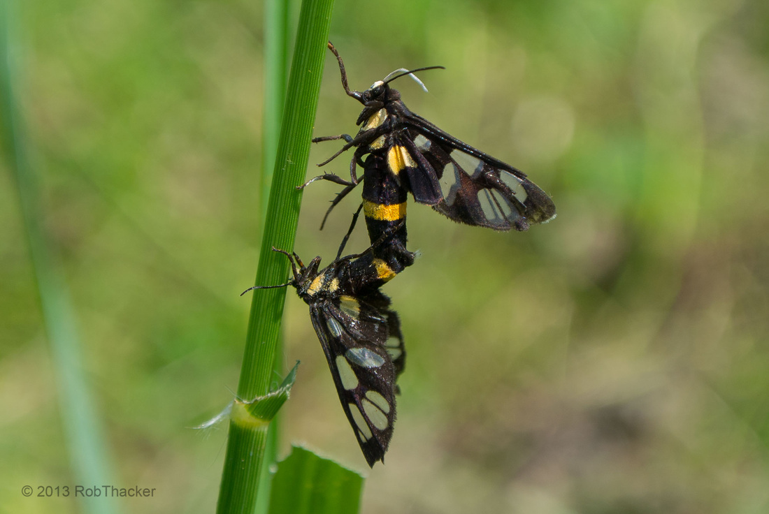 Mating Wasp Moth's