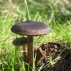 Entoloma Mushrooms