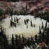 White cushion moss