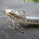 Dragonfly Nymph skin