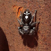 Bold jumping spider