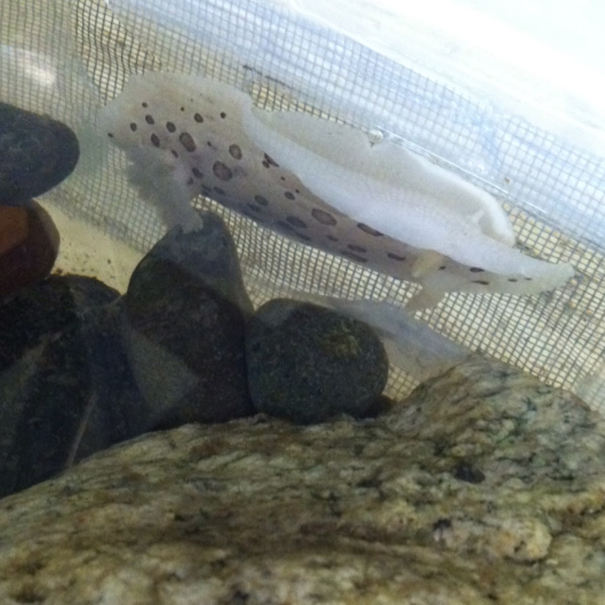 Leopard Dorid Nudibranch 