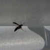 Black Wasp