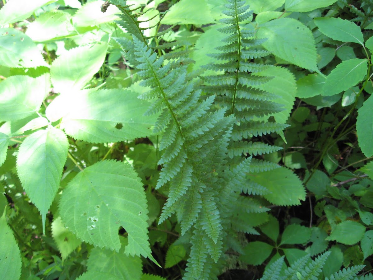 Crested woodfern