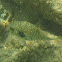 White-spotted puffer