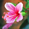 Hibiscus/Gumamela