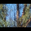 Nutalls woodpecker
