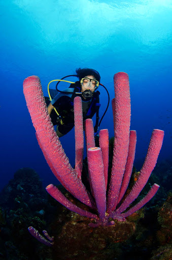 A diver in Curacao with tube sponges — did you know that they're animals, not plants?