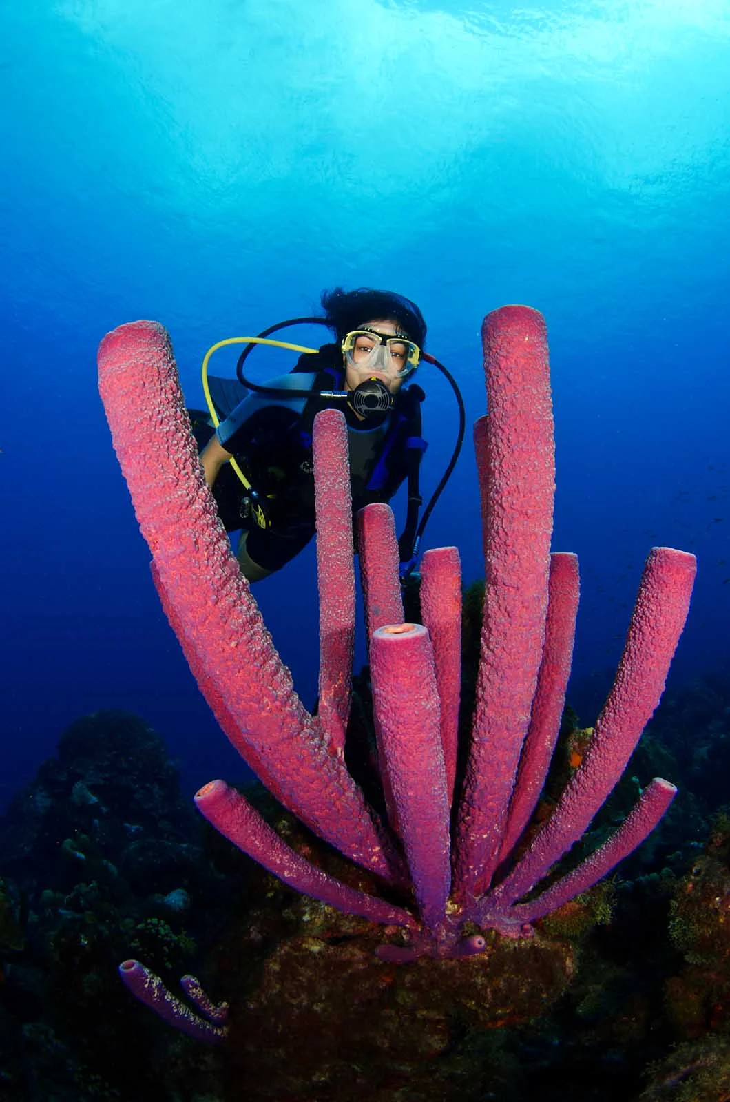Curacao-diving-2 - A diver in Curacao with tube sponges — did you know that they're animals, not plants?