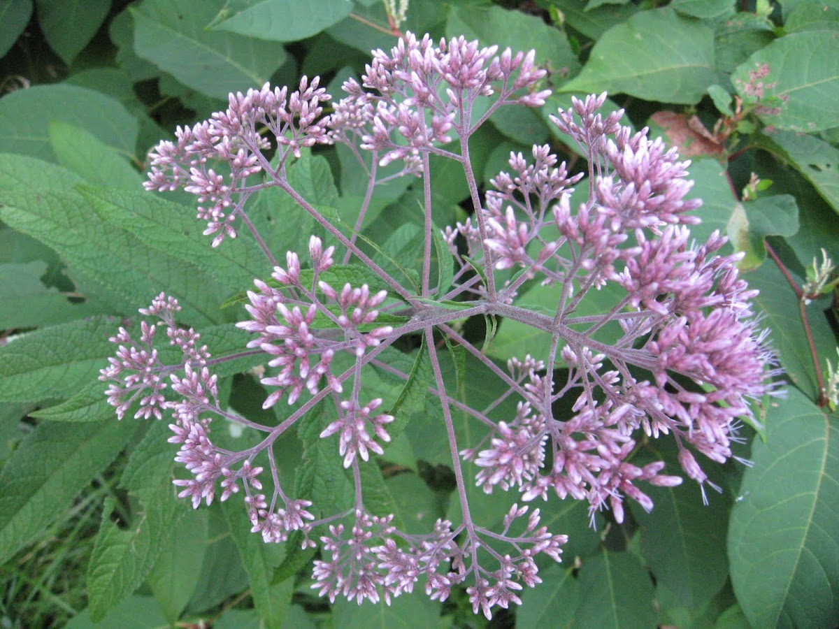 Joe-Pye Weed