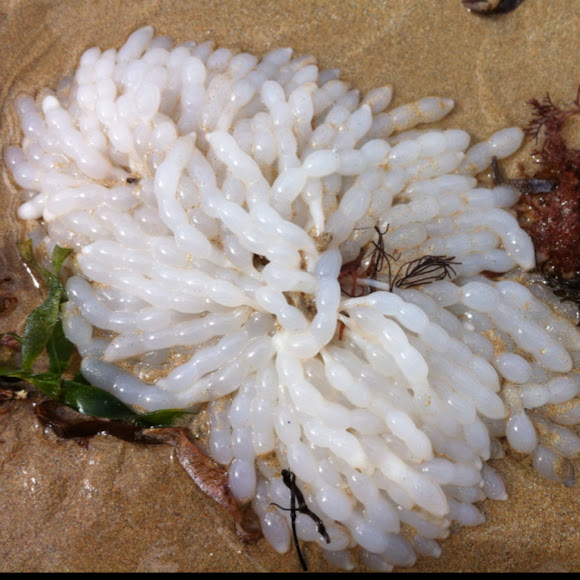 Squid eggs (probably southern calamari squid, Sepioteuthis australis