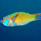 Ornate Wrasse