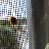 Multicolored Asian Lady Beetle