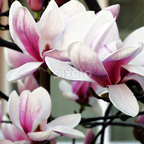 *** by Marija Mitrović - Flowers Flower Gardens