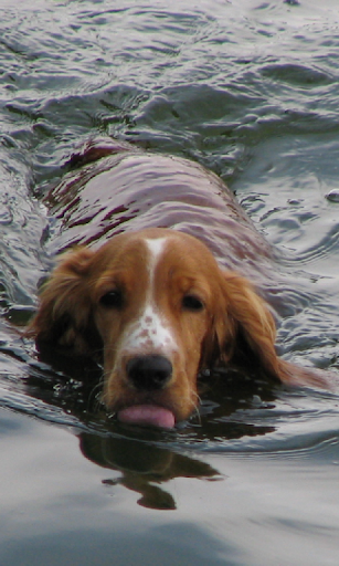 Dog Swim Live Wallpaper