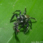 Jumping Spider with prey