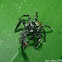 Jumping Spider with prey