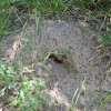 Armadillo hole in side of anthill.