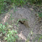 Armadillo hole in side of anthill.