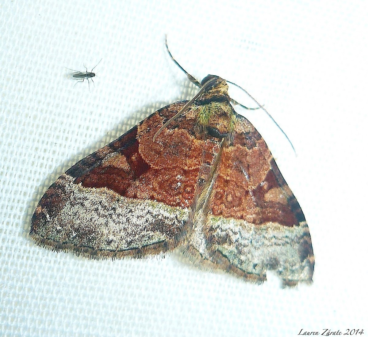 Geometrid Moth