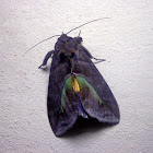 Fruit-piercing moth