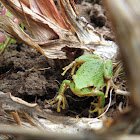 N Pacific Tree Frog