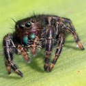 Daring Jumping Spider - He was not bashful!