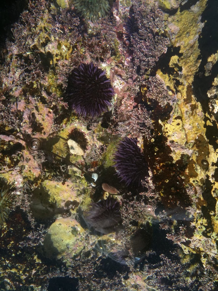 Sea Urchin 