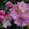 Rhododendron