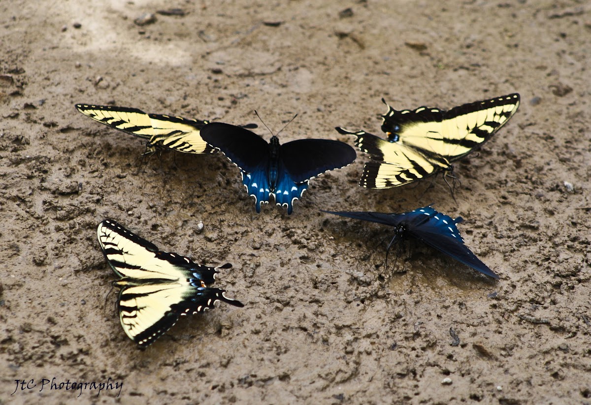 Eastern Tiger and Pipevine Swallowtail Butterflies