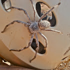 Banded Huntsman Spider