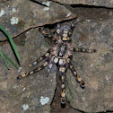 Ornamental Tarantula