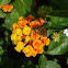 Apis mellifera, abeja europea, abeja doméstica o abeja melífera sobre flor lantana