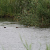 White-headed Duck; Malvasía